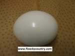 Jumbo Fresh Ostrich Egg for Eating